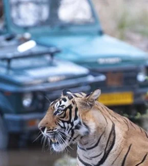Wildlife Tour