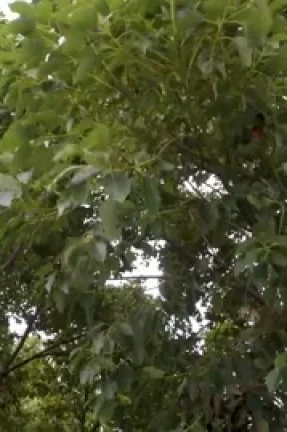 Winds of Uttarakhand