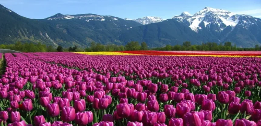Exotic Kashmir Tour