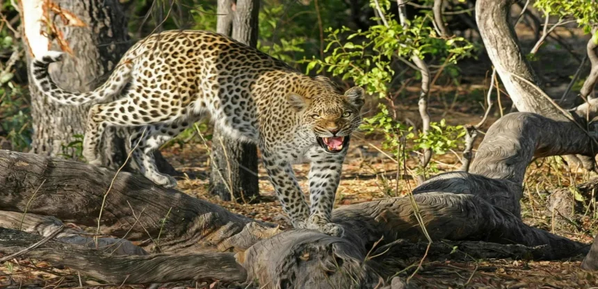Bera Leopard Safari Escape