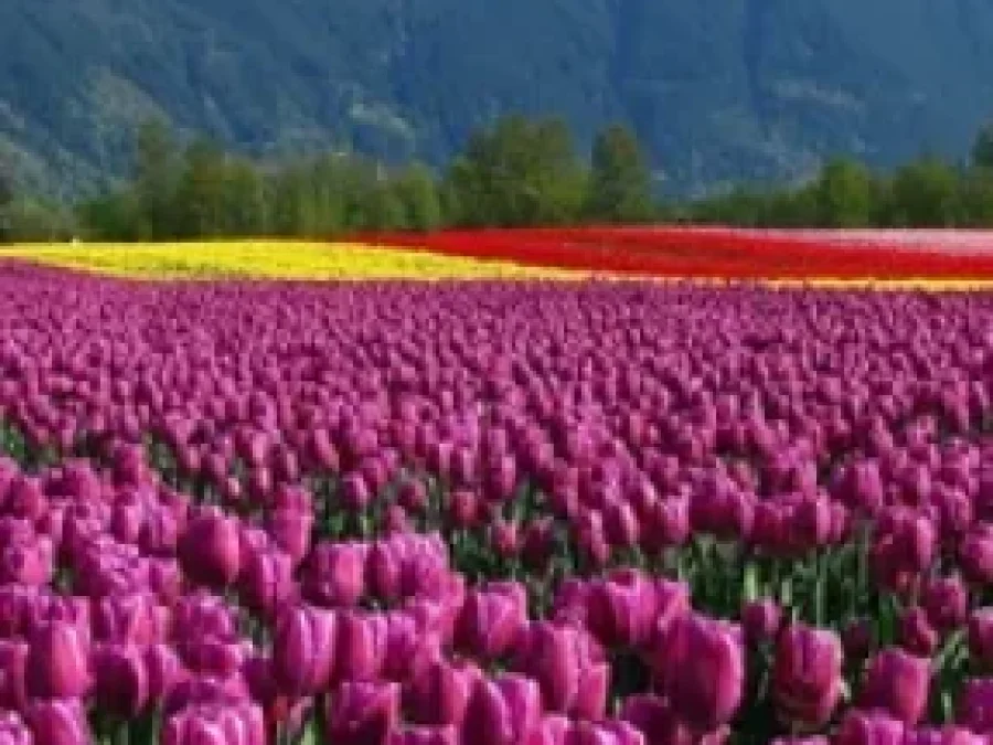 Exotic Kashmir Tour