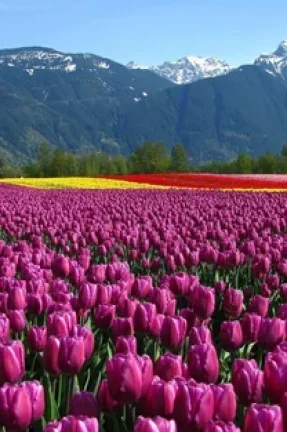 Exotic Kashmir Tour