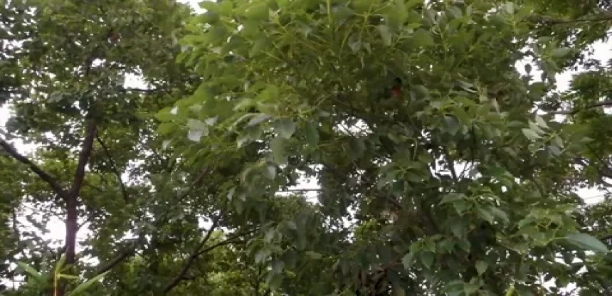 Winds of Uttarakhand